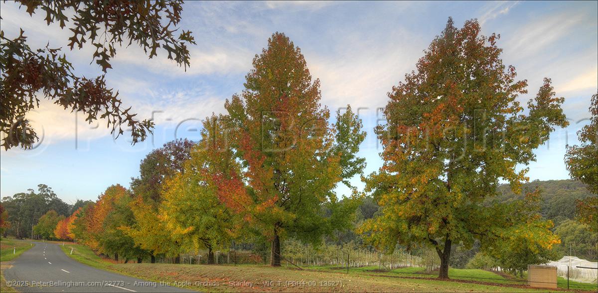 Peter Bellingham Photography Among the Apple Orchids - Stanley - VIC T (PBH4 00 13527)
